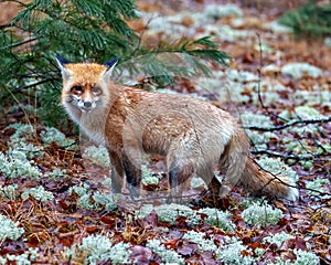 Red Fox Photo and Image. Close-up side view standing on moss and red autumn leaves in its environment and habitat surrounding and