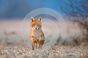 Red fox