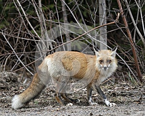 Red Fox Photo Stock. Fox Image. Close-up profile side view looking at camera with a blur forest background in its environment and