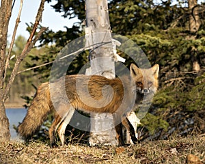 Red Fox Photo Stock. Fox Image.  Close-up profile side view with water and forest background in the springtime  in its environment