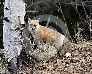 Red Fox Photo Stock. Fox Image. Close-up profile view standing on birch trunk tree with blur water and foliage background in its