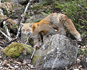 Red Fox Photo Stock. Fox Image. Close-up profile view standing on a moss rock and looking at camera in the springtime with forest