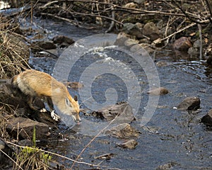 Red Fox Photo Stock. Fox Image. Drinking water in the river in the springtime with blur water and rocks background in its