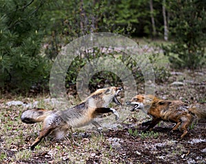 Red Fox Photo Stock. Fox Image. Foxes dancing, playing, fighting, rival, interacting with a behaviour of conflict in their