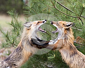 Red Fox Photo Stock. Fox Image. Foxes trotting, playing, fighting, revelry, interacting with a behaviour of conflict in their photo