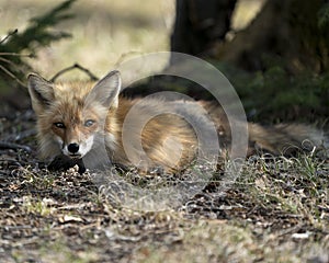 Red Fox Photo Stock. Fox Image. lying down on grass with a blur background in the springtime season and looking at camera in its