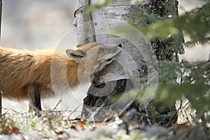 Red Fox Photo Stock. Fox Image. Head close-up profile view in the spring season embrassing a birch tree  in its environment and photo