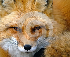 Red Fox Portrait