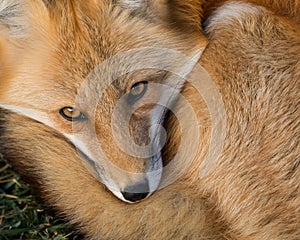 Red Fox portrait