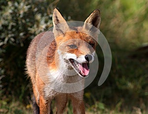 Red Fox Portrait