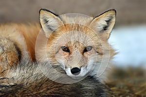 Red fox portrait