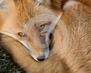 Red Fox portrait photo