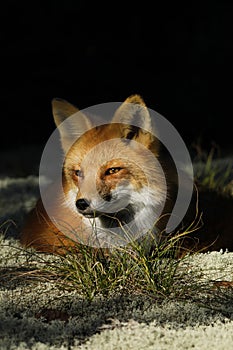 Red Fox Portrait Close Up