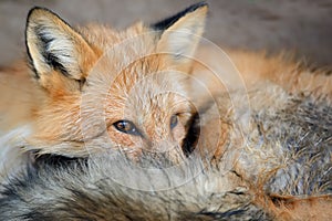 Red fox portrait