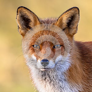 Red fox portrait