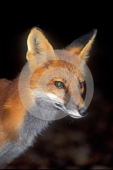 Red fox portrait