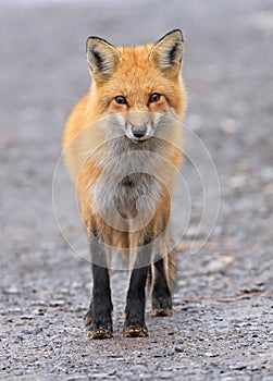 Red fox portrait with grey background