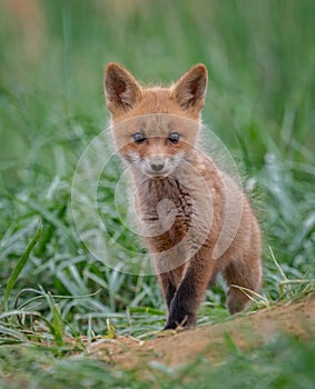 Red Fox Portrait