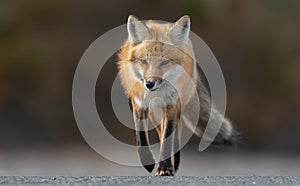 Red Fox Portrait