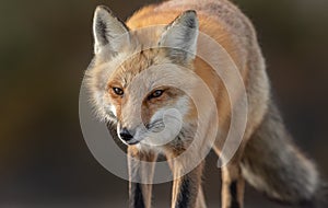 Red Fox Portrait