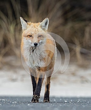 Red Fox Portrait