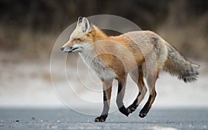 Red Fox Portrait