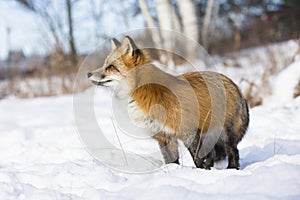 Red fox portrait