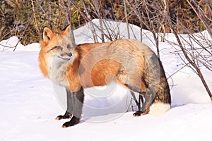 Red fox portrait