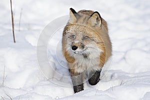 Red fox portrait
