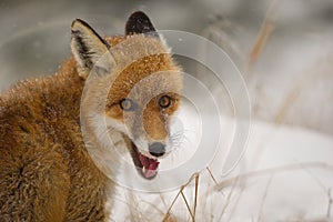 Red fox portrait in the winter