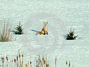 A red fox poses in a rural garden in Alberta Canada