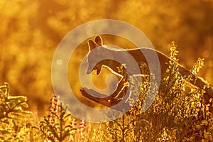 Red fox is posing with open mouth in sunset backlight