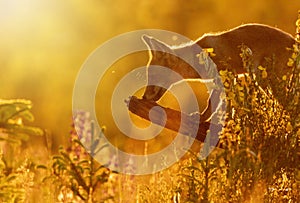 Red fox is posing in sunset backlight