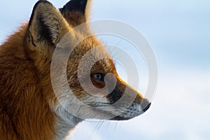 Red fox profile