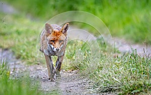 Red fox on the prowl
