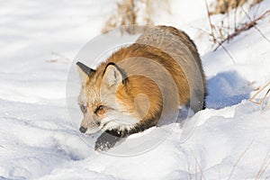 Red fox on prowl photo