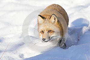 Red fox prowling in snow