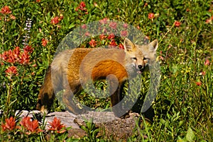 Red Fox Pup