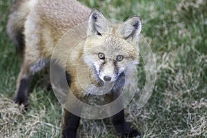 Red fox pup