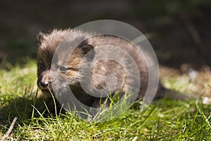 Red fox pup