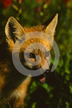 Red Fox Pup Portrait