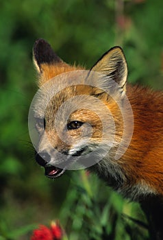 Red Fox Pup Portrait