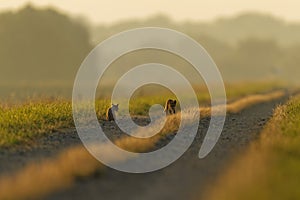 Red fox pup on the road in the early morning