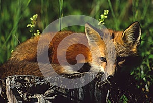 Red Fox Pup on Stump