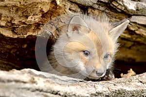 Red Fox Pup-Vulpes vulpes-looking camera left