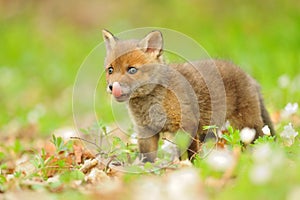 Red fox puppy cub Vulpes vulpes young canine beast forest meadows life animal in countryside beautiful fur and eyes