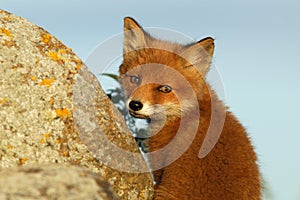 Red fox puppy looking back