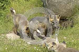 Red fox pups