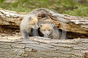 Red Fox Pups Duo - Vulpes vulpes photo