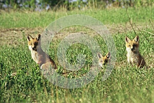 Red Fox Pups By Their Den